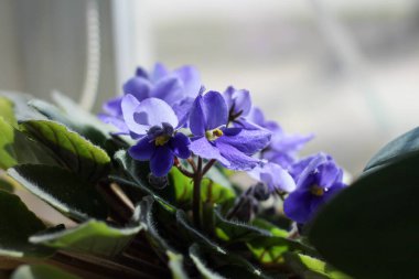Güzel mavi menekşeler Pencere kenarında bir tencerede