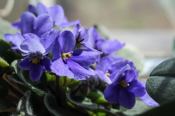 Pencere kenarında güzel bir menekşe saksısı