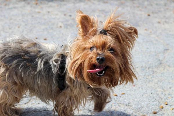 一只快乐的毛茸茸的狗 伸出舌头 尾巴盯着相机散步 — 图库照片