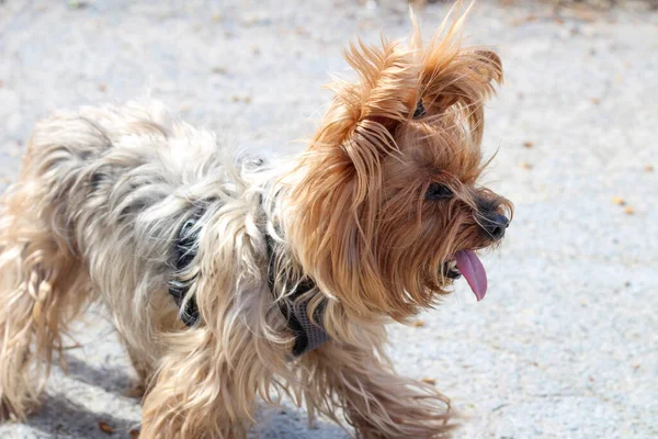 Lustiger Zotteliger Yorkshire Terrier Mit Heraushängender Zunge Auf Dem Asphalt — Stockfoto