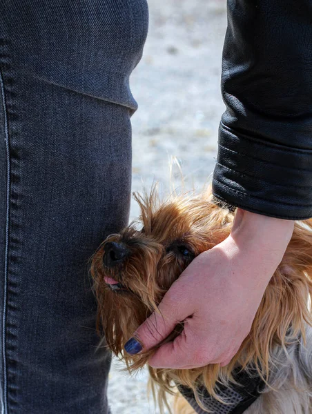 Kobieta Ręka Drapie Jego Ukochaną Yorkshire Terrier Zewnątrz — Zdjęcie stockowe