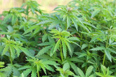 Genç marihuananın yeşil çalısı. Yan görünüm