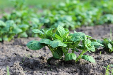 Patates tarlasının arka planına yakın plan çekilmiş genç patates fabrikası. Bulanık arkaplan ile yatay çekim.