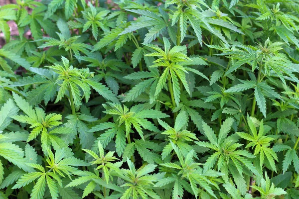 Vahşi kenevir bitkilerinin fidanlığı.