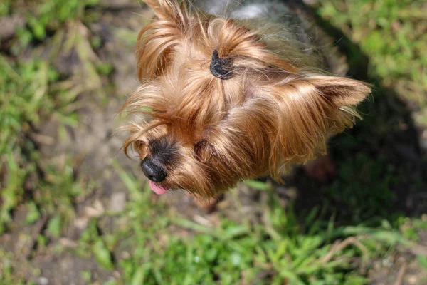 Draufsicht Auf Den Kopf Des Yorkshire Terriers Mit Heraushängender Zunge — Stockfoto