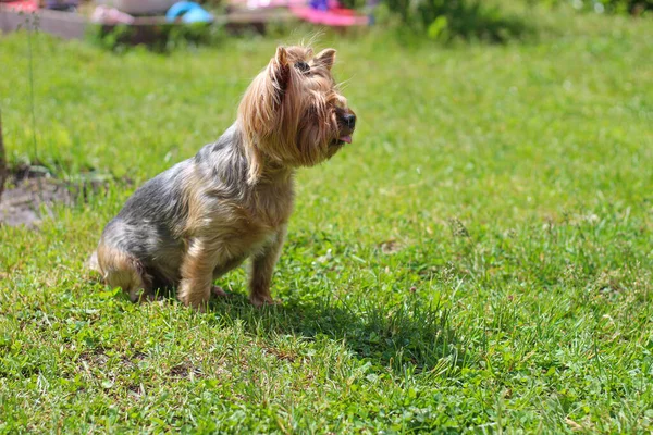 Guter Yorkshire Terrier Sitzt Park Auf Dem Gras Und Streckt — Stockfoto