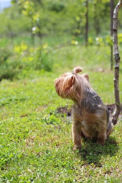 Küçük Tüylü Bir Köpek Çimenlerde Oturur Başka Tarafa Bakar — Stok fotoğraf