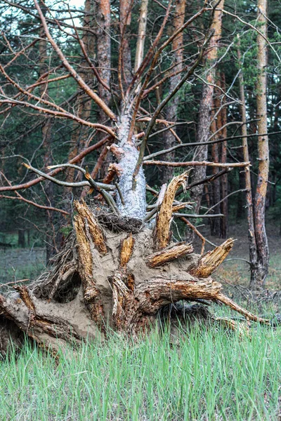 Yerden Koparılmış Eski Bir Ağacın Kökünün Dikey Fotoğrafı Ormanda Esen — Stok fotoğraf