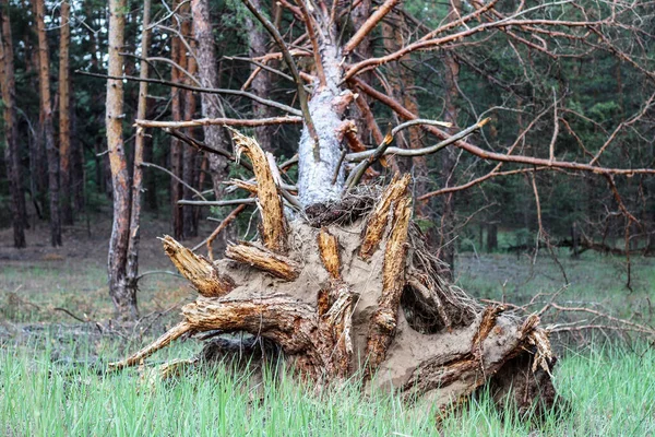 Güçlü Bir Rüzgar Tarafından Yerden Koparılmış Yaşlı Bir Ağacın Kökünün — Stok fotoğraf