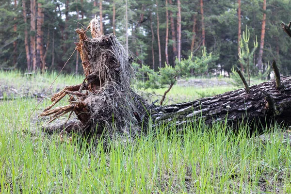 Ağacın dibinde, yan yatmış bir ağacın yatay görüntüsü. Kökleri topraktan koparılmış..