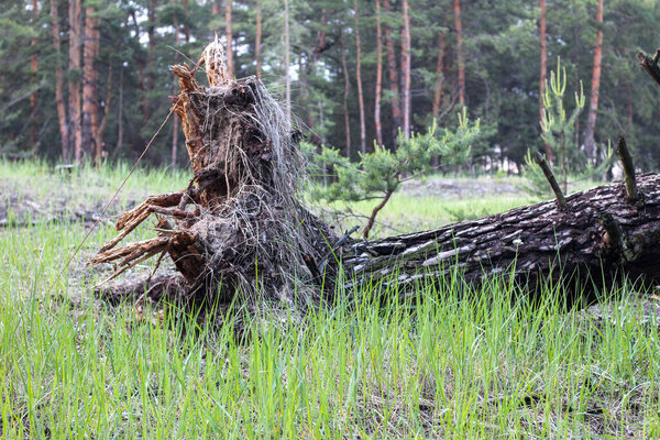 Горизонтальный снимок дерева на дне дерева, лежащего на его стороне на земле. Корни вырваны из почвы.