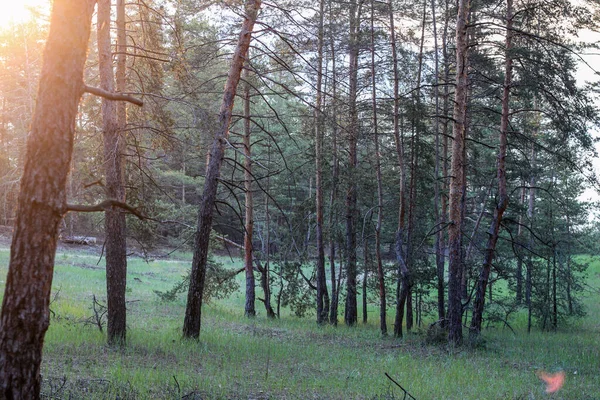 Piękne Zdjęcie Złotej Godziny Sosnowym Lesie Wieczorem Promienie Słoneczne Przebijające — Zdjęcie stockowe