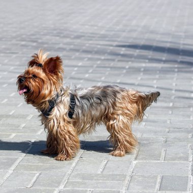 Red Yorkshire Teriyeri 'nin dili dışarı sarkmış, yakasında bir tuğla kaldırımda duruyor..