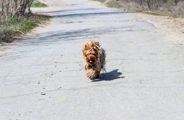 Centered Image Small Dog Running Asphalt Shaggy Red Yorkshire Terrier — Stock Photo, Image