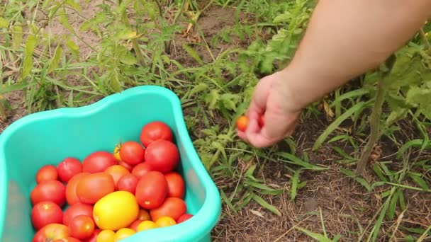 Att Skörda Ekologiska Tomater Trädgården — Stockvideo