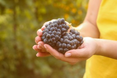 Bir avuç taze toplanmış siyah üzüm, altın saatinde gün batımına karşı kadınların ellerinde..