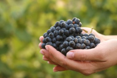 Olgun üzüm demetleri olan, yeşil bulanık arkaplandaki kadın elleri.