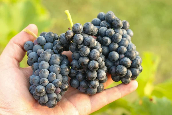 Grappoli Uva Nera Appena Raccolta Mano Sullo Sfondo Verde Sfocato — Foto Stock