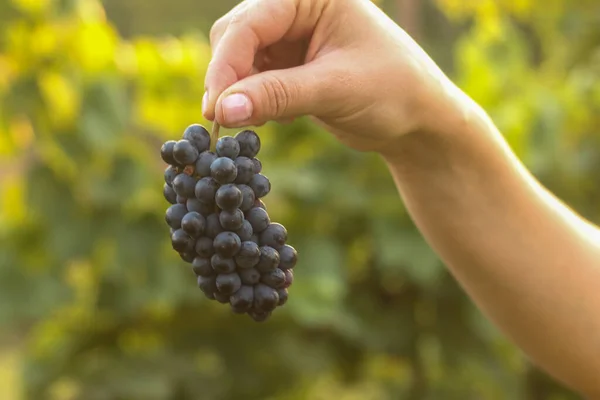 Mano Una Donna Tiene Grappolo Uva Con Dita Uno Sfondo — Foto Stock