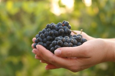 Female hands with ripe bunches of grapes on a green blurred background in profile clipart