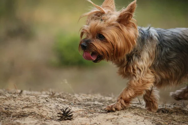 Dili Dışarıda Koşan Küçük Bir Köpeğin Portresi Ormanda Yorgun Yorkshire — Stok fotoğraf