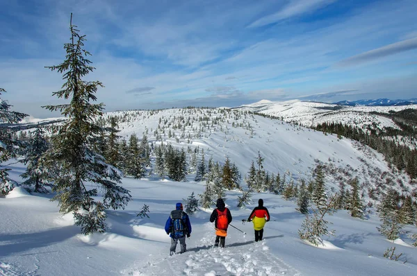 Drie toeristen in buiten kleren is rijden op houten Ski's in prachtige besneeuwde Karpaten. Oekraïne — Stockfoto