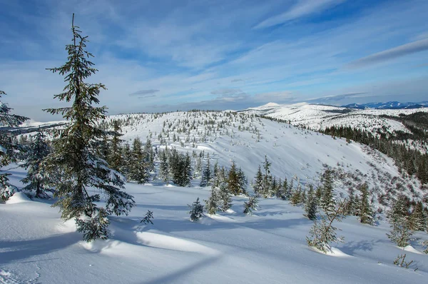 Paisagem Inverno Com Abetos Cobertos Neve Primeiro Plano — Fotografia de Stock