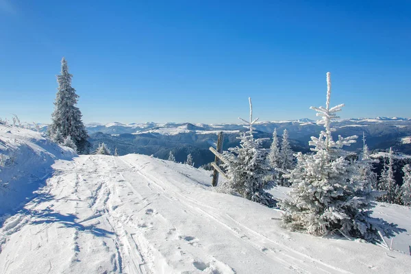 Winter sun landschap in een bergbos — Stockfoto