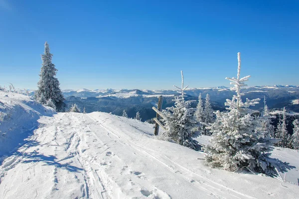 Paisagem de sol de inverno em uma floresta montesa — Fotografia de Stock