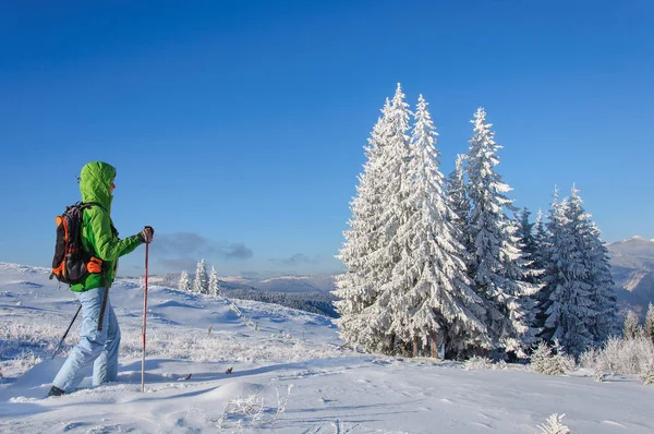 Vrouw in buiten kleren is rijden op houten Ski's in prachtige besneeuwde dennenbos — Stockfoto