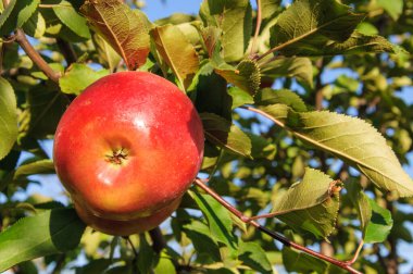 öbek üzerinde intenseapple ve bir meyve bahçesi ağaç dalında asılı büyük Olgun elma kümeleri