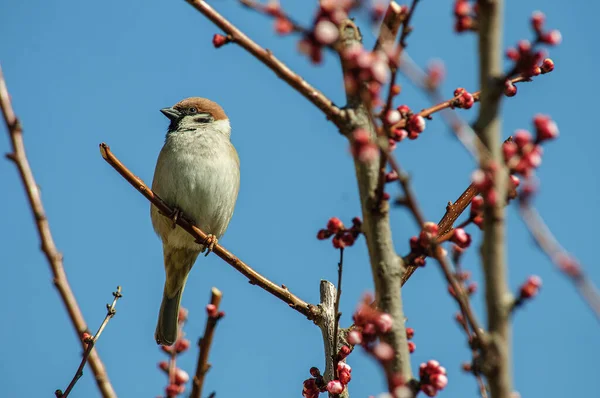 Sparrow Sits Spring Branch Apricot Tree — Stock Photo, Image