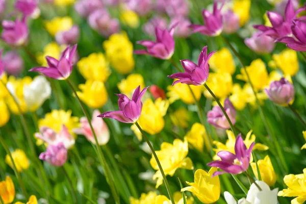 Flores Amarillas Tulipán Rojo Púrpura Brotes Tulipán Campo Tulipán Floración —  Fotos de Stock