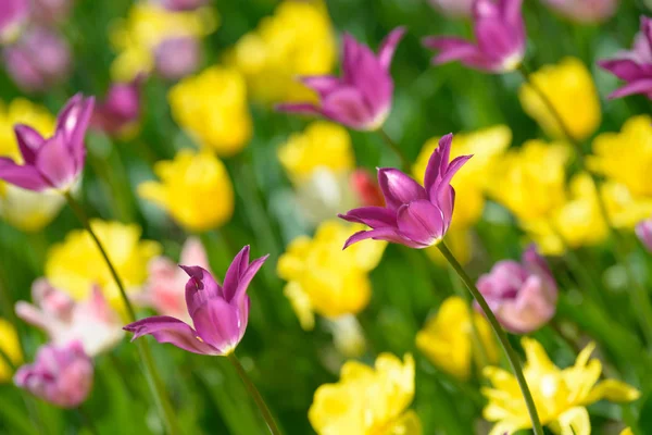 Yellow purple red tulip flowers. Tulip buds. Flowering tulip field