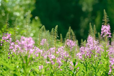 Fireweed (Chamerion veya Epilobium angustifolium) içinde pembe çiçekler Ivan çay çiçek. Çiçekli Söğüt-bitki veya çiçek açan sally