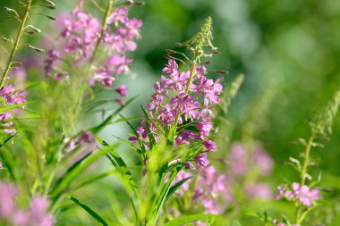 Fireweed (Chamerion veya Epilobium angustifolium) içinde pembe çiçekler Ivan çay çiçek. Çiçekli Söğüt-bitki veya çiçek açan sally