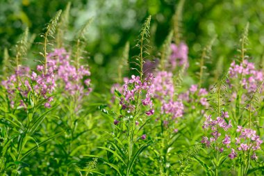 Fireweed (Chamerion veya Epilobium angustifolium) içinde pembe çiçekler Ivan çay çiçek. Çiçekli Söğüt-bitki veya çiçek açan sally