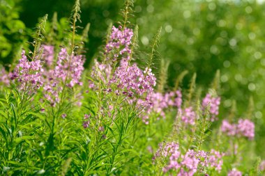 Fireweed (Chamerion veya Epilobium angustifolium) içinde pembe çiçekler Ivan çay çiçek. Çiçekli Söğüt-bitki veya çiçek açan sally