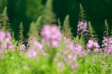 Fireweed (Chamerion veya Epilobium angustifolium) içinde pembe çiçekler Ivan çay çiçek. Çiçekli Söğüt-bitki veya çiçek açan sally