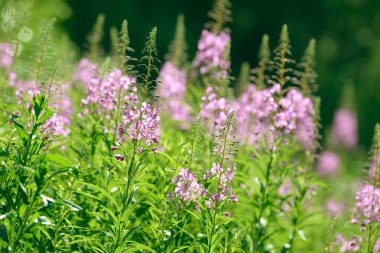 Fireweed (Chamerion veya Epilobium angustifolium) içinde pembe çiçekler Ivan çay çiçek. Çiçekli Söğüt-bitki veya çiçek açan sally