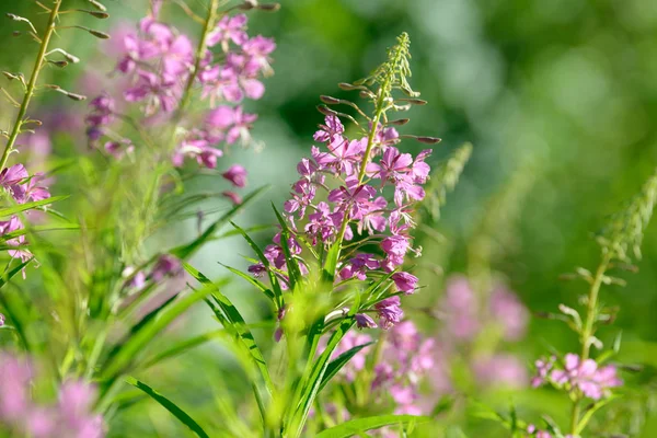 Fireweed (Chamerion veya Epilobium angustifolium) içinde pembe çiçekler Ivan çay çiçek. Çiçekli Söğüt-bitki veya çiçek açan sally