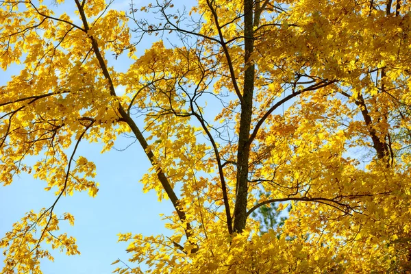 Sonbahar ormandaki güzel renkli yaprakları. Kırmızı, turuncu, sarı, yeşil ve kahverengi sonbahar yaprakları. Akçaağaç yaprakları. Mevsimlik arka plan
