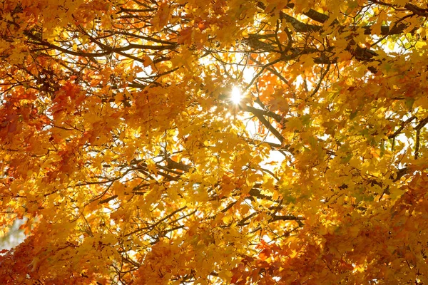 Piękne Kolorowe Liście Lesie Jesienią Czerwony Pomarańczowy Żółty Zielony Brązowy — Zdjęcie stockowe