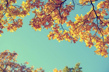 Sonbahar ormandaki güzel renkli yaprakları. Kırmızı, turuncu, sarı, yeşil ve kahverengi sonbahar yaprakları. Meşe yaprakları. Mevsimlik arka plan