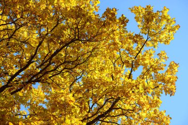 Sonbahar ormandaki güzel renkli yaprakları. Kırmızı, turuncu, sarı, yeşil ve kahverengi sonbahar yaprakları. Meşe yaprakları. Mevsimlik arka plan
