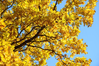 Sonbahar ormandaki güzel renkli yaprakları. Kırmızı, turuncu, sarı, yeşil ve kahverengi sonbahar yaprakları. Meşe yaprakları. Mevsimlik arka plan