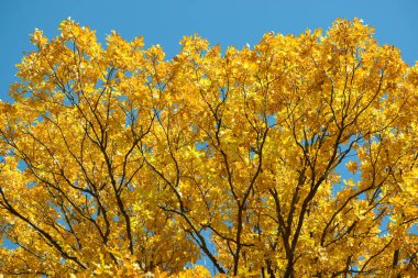Sonbahar ormandaki güzel renkli yaprakları. Kırmızı, turuncu, sarı, yeşil ve kahverengi sonbahar yaprakları. Meşe yaprakları. Mevsimlik arka plan