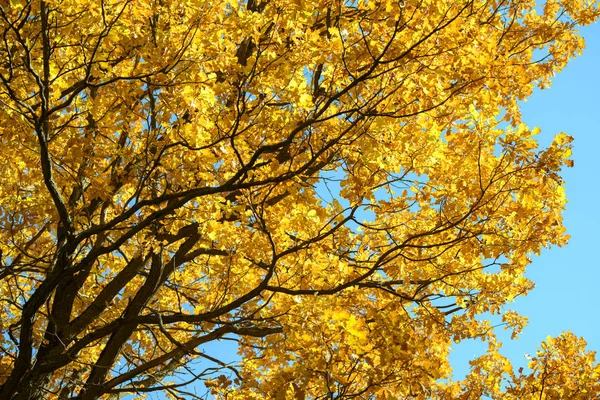 Красивые Красочные Листья Осеннем Лесу Красные Оранжевые Желтые Зеленые Коричневые — стоковое фото