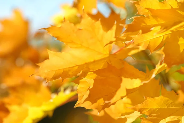 Beautiful Colorful Leaves Autumn Forest Red Orange Yellow Green Brown — Stock Photo, Image