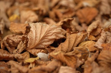 Halı düşmüş sonbaharın çimenlerin üzerinde bırakır. Sonbahar ormandaki güzel renkli yaprakları. Kırmızı, turuncu, sarı, yeşil ve kahverengi sonbahar yaprakları. Akçaağaç, hazel ve meşe kuru yaprakları.